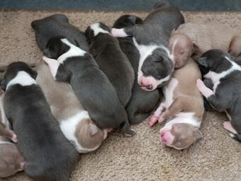 American Bully XL originální původní krev rodokmen ABKC USA - 5
