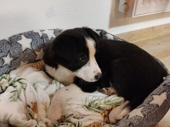 Border kolie již k odběru - 5