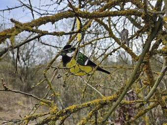 Sluneční Ptáček - 5