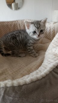 Britský whiskas kocourek s PP - 5