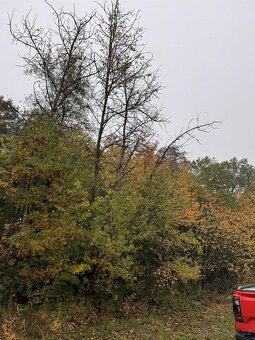 Prodám lesní pozemek v k.ú. Blíževedly - 5