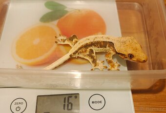 Pagekoni řasnatí - 5