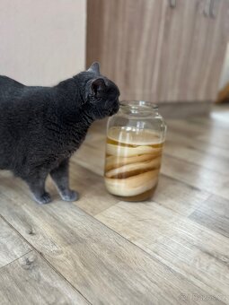 JUN Kombucha do zeleného čaje - 5