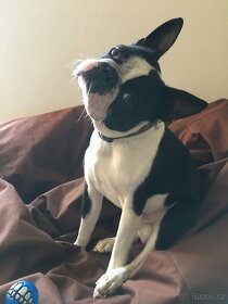 Bostonský terier ke krytí - 5