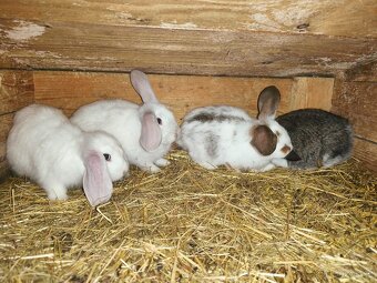 Francouzský beran - 5