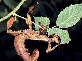 Vajíčka strašilek australských - 5