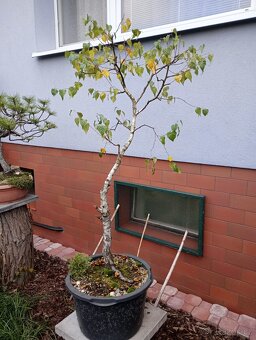 Bříza bělokorá (Betula pendula) bonsai - 5
