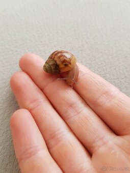 Achatina - 5