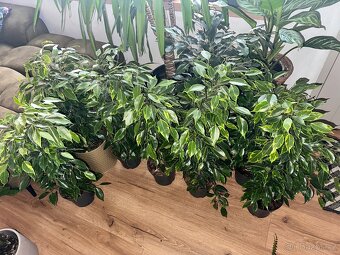 Ficus benjamina fíkovník drobnolistý panašovaný - 5