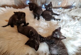 Britská černá krátkosrstá a dlouhosrstá koťata - 5