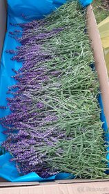 Sušená levandule - 5