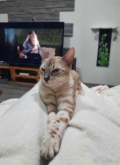 Bengálská kočka s PP - 5