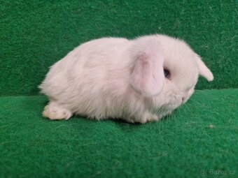 Zakrslý beránek s rodokmenem - 5