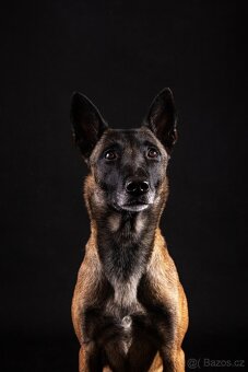 BELGICKÝ OVČÁK MALINOIS S PP - 5