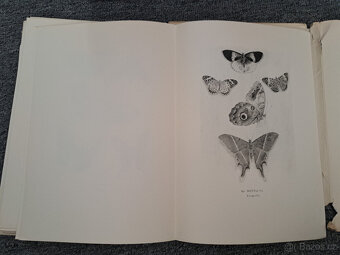 Max Švabinský Popisný seznam díla - 5