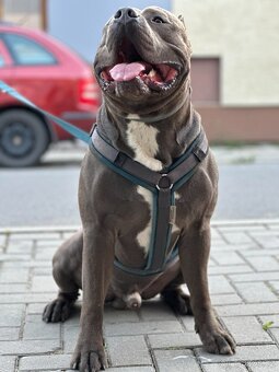 American Bully XL - ke krytí - 5