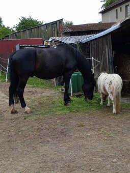 Prodám pony valach - 5