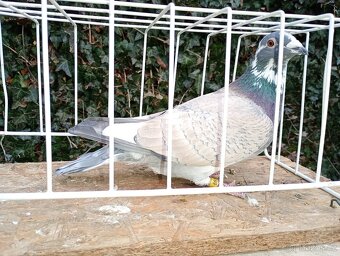 Poštovní holub - 5