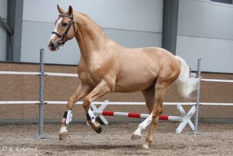 Prodám klisnu, březí po hřebci Mineral - 5