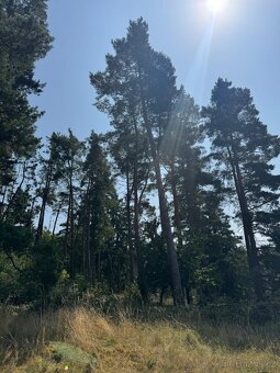 Prodej lesních pozemků v k.ú. Volenice - 5