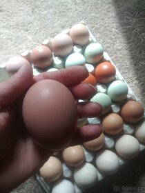 Kuřata na barevná vejce nebo NV - 5