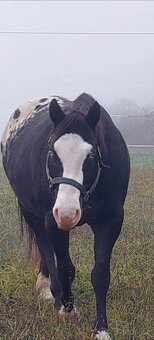 Appaloosa přiouštění klisen - 5