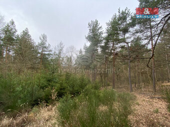 Prodej lesa, 2768 m², Miloňovice - 5