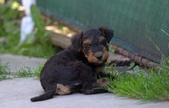 Erdelteriér- Airedale terrier, štěně fenka - 5