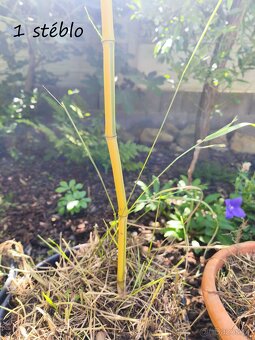 Bambus Phyllostachys bisseti nebo Phyllostachys aureosulcat - 5