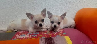 Čivava štěňata s PP - 5