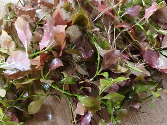 Rostlinky akvarium 200,- - 5