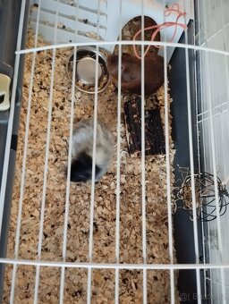 Morčata s klecí - 5