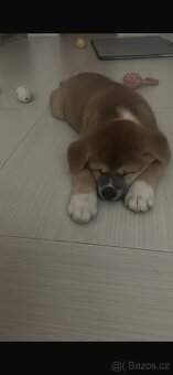 Štěňátka Akita Inu - 5