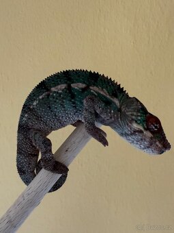 Chameleon pardalis - nosy be - 5