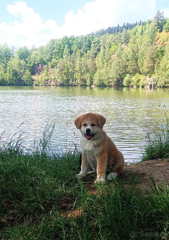 Akita inu c PP - 5