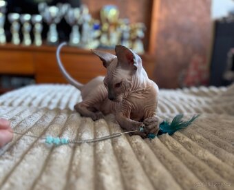 Don Sphynx s PP - 5