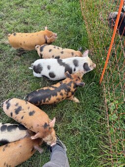 Prodám čistokrevná selata Kune kune - 5