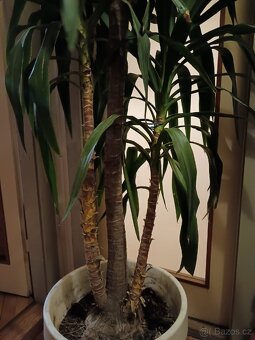 Rostlina Juka pokojová kytka - 5