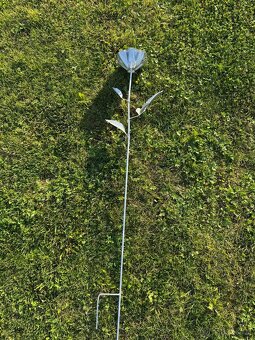 Zahradní růže - 5