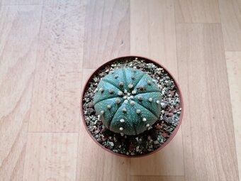 Kaktusy sbírka 4 kaktusů Astrophytum a Lophophora - 5