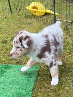 Australsky ovciak s PP - 5