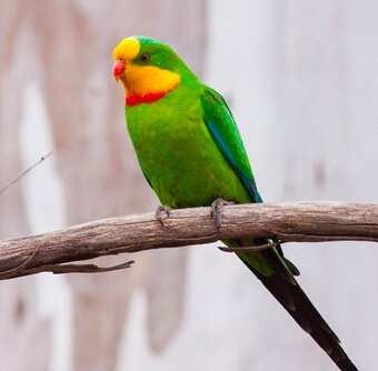 Predaj vtáctva a S76 - 5