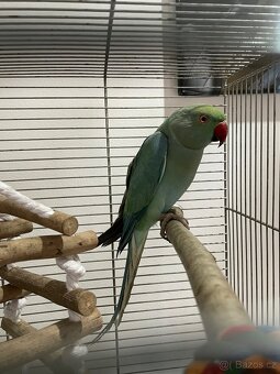 Alexandr malý s klecí - 5