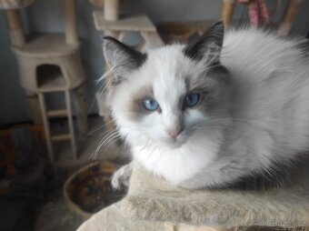 Ragdoll koťata bez PP - 5