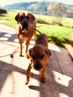 TOSA INU chlapeček AKI - 5