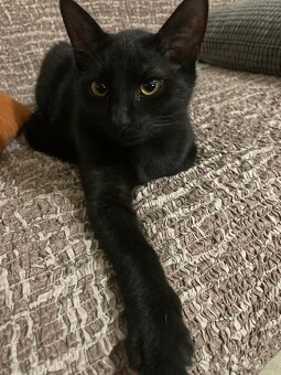 Bolt - osmiměsíční černý kocour, kastrovaný, čipovaný - 5