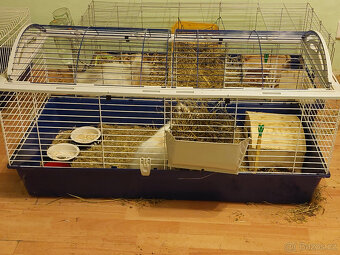 Zakrslý králík - 5