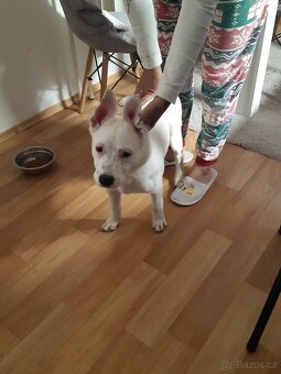 Štěně  Stafford  fenka 3měsíční - 5