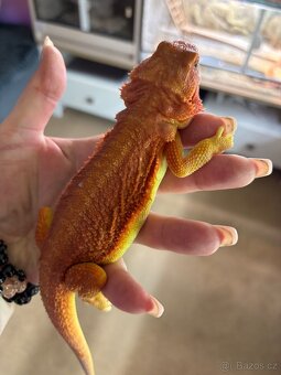 Agama vousata 1.0 Hypotrans Coral - 5