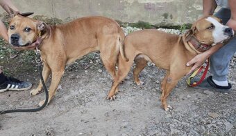 Štěně A.P.B.T. (Americký pitbull teriér,pitbull) - 5